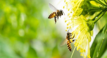 Kolik křídel mají včely, jejich popis a počet, hlavní funkce